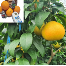 제주 황금향 무착색 무후숙 산지직송 고당도, 선물용+부직포가방, 3kg