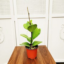 [하늘꽃농원] 키우기쉬운 하트 호야