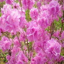 착한가격 나무생각 / 진달래 / 50~60cm / 분 / 5주, 주