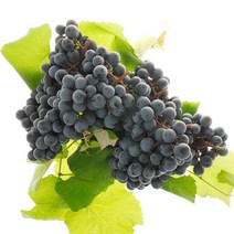 영동 학산 송이꿀 MBA 머루 포도 3kg 9송이내