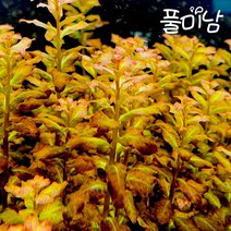 [풀미남] 루드위지아 sp. 기니아 7촉