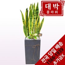 대박플라워 산세베리아 개업화분 집들이 인테리어 공기정화식물 관엽식물 꽃배달
