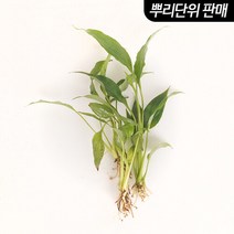 바보사랑 스파트필름 3촉 (원예수초 활착수초) .미미네아쿠아