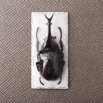 Xylotrupes lorquini 로르큐이니장수풍뎅이 건조표본 곤추표본, 60mm+