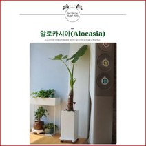없음 [반값화분] MAIN-대형알로카시아160 직접배송 축하화분 개업화분 거실화분 카페화분 인테리어화분 아레카야자 극락조 알로카시아 파키라 고무나무, 원통화이트