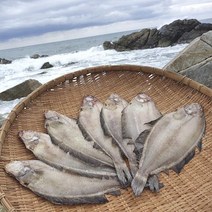 영덕 반건조 물가자미5미(500g내외마리당22~27cm), 단품
