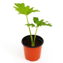 실내공기정화식물 120종 꽃 화분 미세먼지제거 아레카야자 해피트리 금전수, 모종포트, 셀렘, 1개