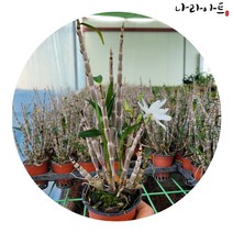 천광환특대품 석곡난 풍난 선물용 난 향기난 풍란 나라아트