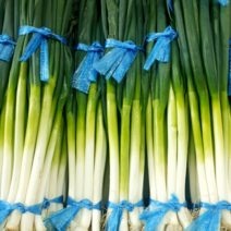 [당일발송] 새벽들 대파 1단, 1kg내외