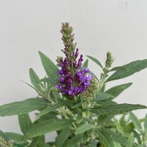 [다온야생화] N3375 붓들레아 (왜성종) (보라) (15cm) [랜덤], 1개