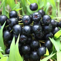 아로니아 생과 급냉, 5kg, 아로니아 급냉