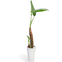 공기정화식물 개업화분 축하화분 화분배달 스투키 행운목 금전수 전국당일배송, C10 알로카시아