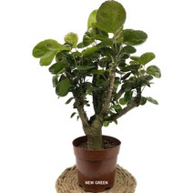 블랙파비앙 작은나무화분 48cm, 1개