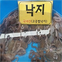 벌교 고흥 뻘낙지 중낙지 5미(1미당 80g내외)