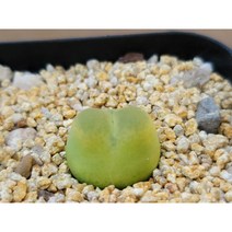 코노피튬 마우가니-1379 아프리카농장