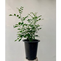 14900 오렌지자스민 중대품 45~60cm