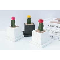 빨강 분홍 노랑 비목단 선인장 모던한 테라조 화분에 심어진 미니선인장, 흰색