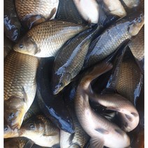 붕어 8kg 국내산 액기스 매운탕 찜 집들이 회식 보양식 재료 달인직판 민물나라, 손질한거, 1개