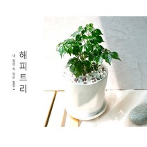플랜트스토리 실내공기정화식물 소형 도자기 화분, 1개, 해피트리