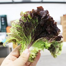 적상추 300g 쌈채소 가락시장 직송, 1개