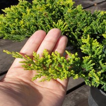 세종식물원 황금좀눈향 120L포트