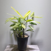 [공룡꽃식물원]서황금 관음죽 공기정화 반음지