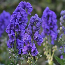 [뿌리]투구꽃-아렌드시 뿌리1개