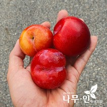 [나무인] 왕자두나무묘목(왕자두/추희/피자두/후무샤)중 택1 2그루, 2개