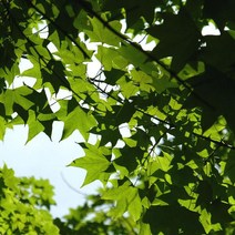 묘목/고로쇠나무 실생 1년/10주 KJ471-1