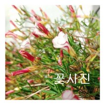 흰바람개비 사랑초35 휴면상태입니다, 1개