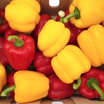 의령농산 유알팜 신선한 파프리카 1kg /2kg, 빨강 노랑 혼합 파프리카 1kg
