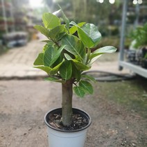 뱅갈고무나무 목대 중대품 35~60cm 149