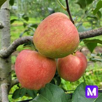 [메디머스] 2022 강원도 횡성사과 달콤아삭! 면역력 지키는 사포닌 사과 [부사 5kg/10kg], 10kg중(36~38과)