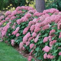 수국 아나벨수국 루비아나벨 15cm 화분, 혼합색상, 1개