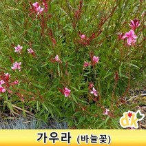 들꽃닷컴] 가우라 3치포트 모종 야생화 바늘꽃 홍접초