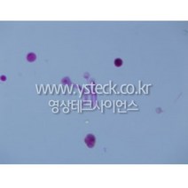 [화분관발아] (ART)화분관발아 슬라이드표본/WN