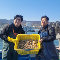 부자수산 활 동해안 포항 자연산 백골뱅이 당일바리 1kg /500g 특 대 중 소 산지직송, 500g 특대(7미내외), 1개