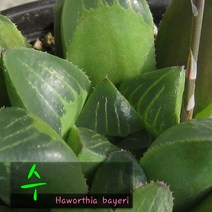 허브여울다육 수(Haworthia bayeri) 지름 9cm 소품 다육화분, 3개