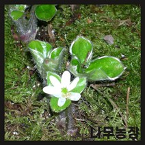 (나무농장) 야생화 노루귀 포트 ( 5주묶음 )