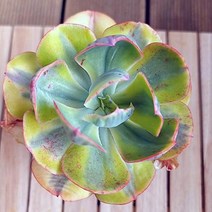 앙팡금 키우기 쉬운 실내 거실 다육1-40 랜덤발송