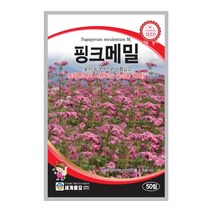 모칸도 세계종묘 꽃씨앗 핑크메밀 50립, 1개