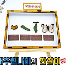 [에스와이티] 배추흰나비의 한살이 만들기학습용 브로마이드 제공 _2204059EA