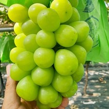경북 김천 맛있는 씨없는 포도고당도 샤인머스캣 4kg, 단품