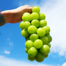 프리미엄 고당도 고품질 수출용 만희네 샤인머스캣 2kg