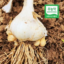 서산 대왕 통마늘 1kg 코끼리마늘, 단품