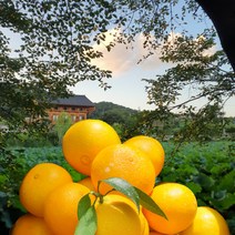 카라향 황금향 귤로장생 제철 제주 산지직송 프리미엄 선물세트 선물용 2kg 3kg 5kg, 황금향 실속형, 3kg(7~20과)