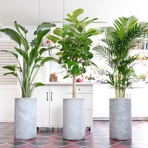 개업화분 금전수 몬스테라 극락조 뱅갈고무나무, 06.금전수(대형), 1개