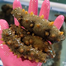 산지직송 고흥 참 해삼 1kg (10-14미내외)