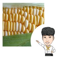 제주 초당옥수수 10개 20개 여름건강식 가족간식 간편요리 샐러드재료 달콤함 다이어트음식 옥수수보관
