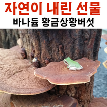 유기농 황금상황버섯 100% 자연산 기능성 약용버섯 바나듐 크롬, 황금상황버섯 150g